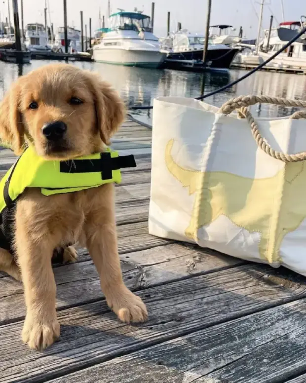 A dog sitting on a dock and wearing a yellow vest